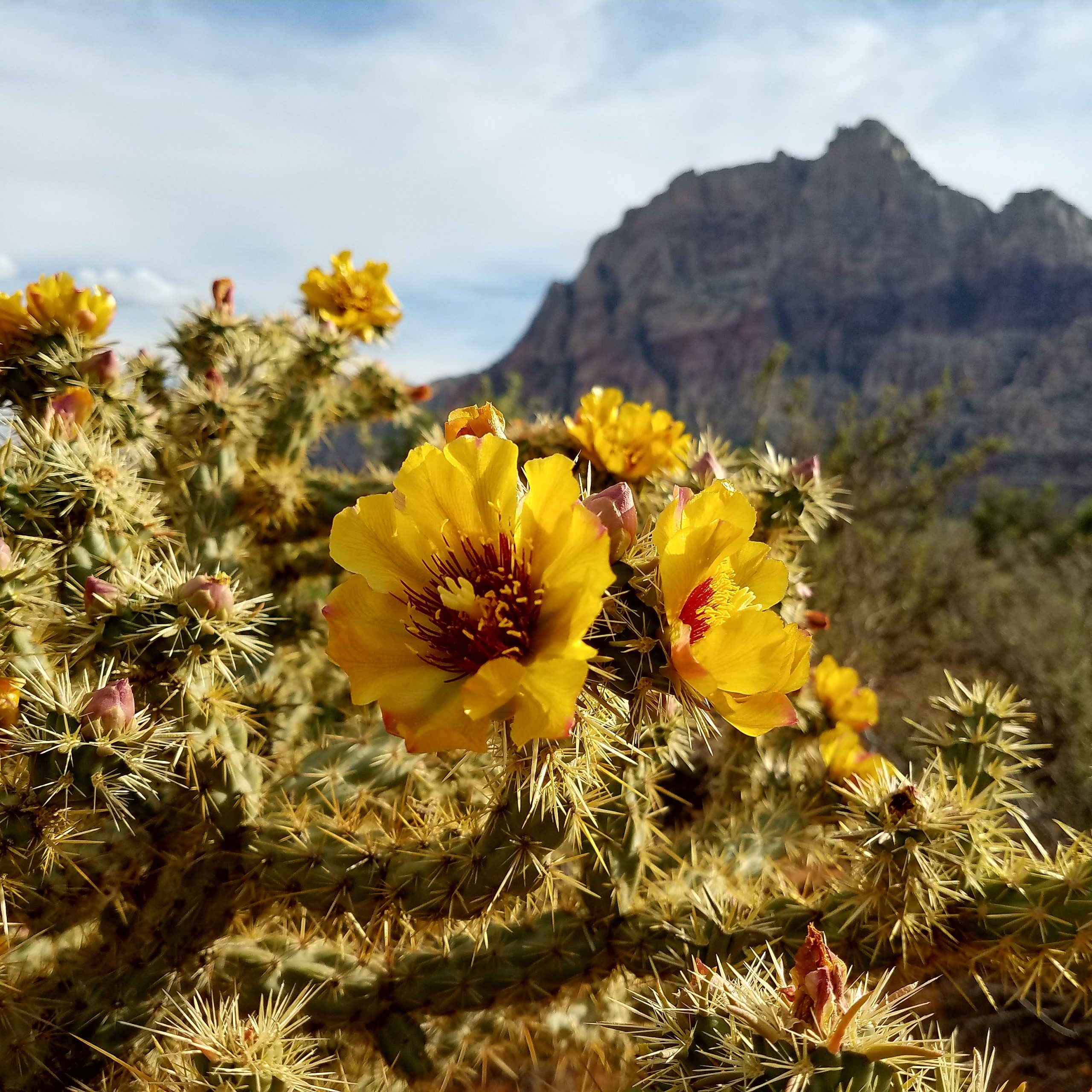 Calico Basin (Peak 3844) Wildflower Hunt