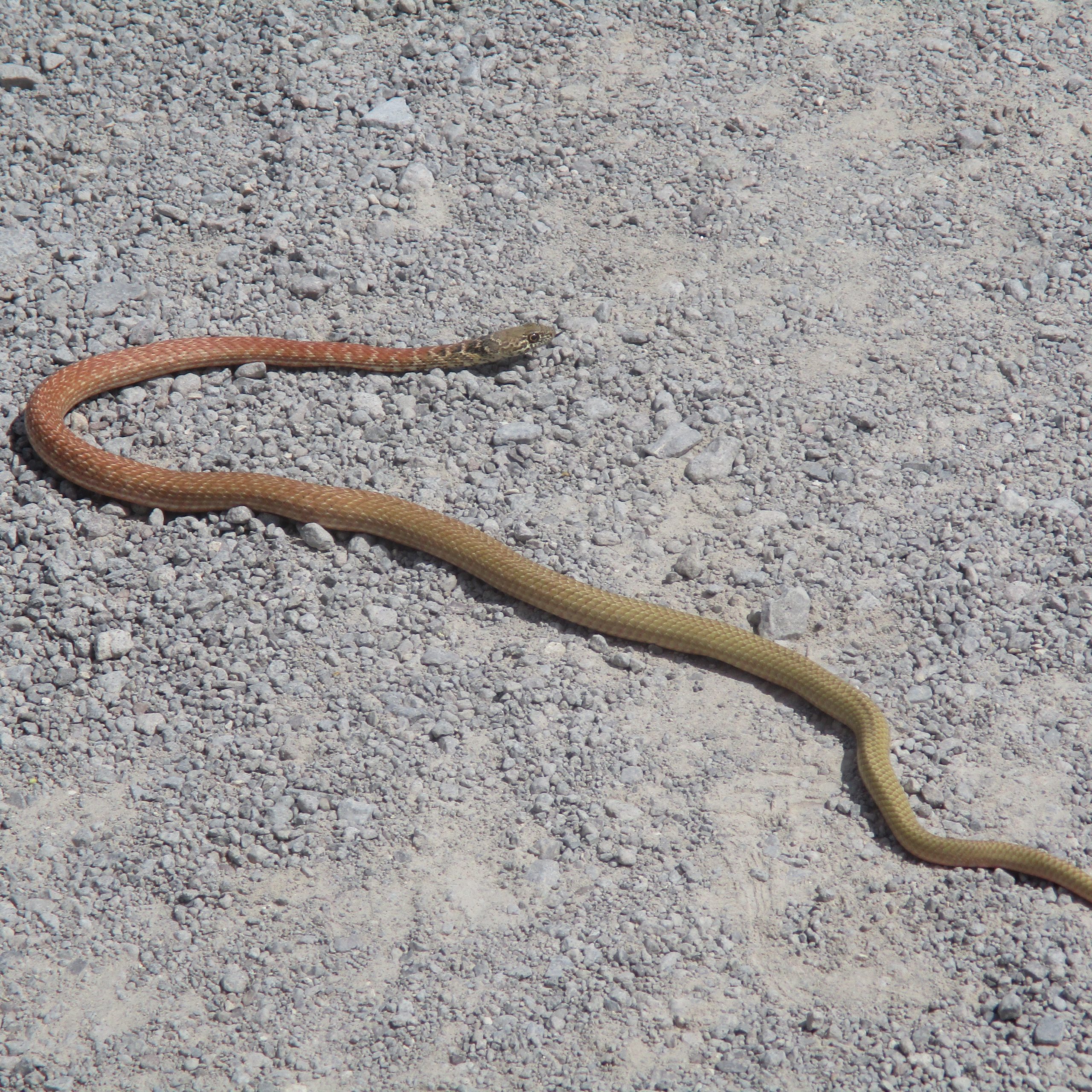 Wildlife Wednesday: Red Racer Snake